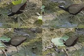 异族兽类视频vc400-mk网页版